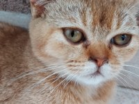5 aylık exotic shorthair