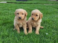 Irk Ve Sağlık Garantili Golden Retriever