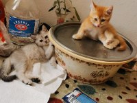 British shorthair