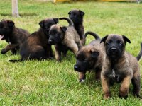 Mükemmel Belçika Malinois Yavrular