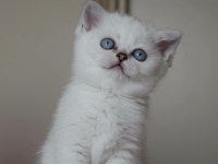 Mavi Gözlü ve Yeşil Gözlü British Shorthair