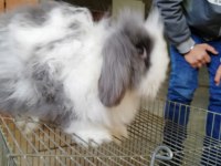 Teddy lop damızlık tavşanlar