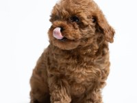 A kalite toy poodle yavrularımız