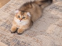 Golden British Longhair