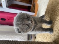British shorthair yavrularımız yeni sahiplerini arıyor