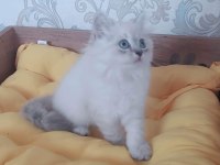 BRİTİSH LONGHAİR YAVRULARIMIZ