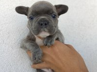 GÖREBİLECEĞİNİZ EN TATLI FRENCH BULLDOG BEBEKLER