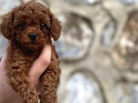 Toy poodle bebeklerimiz