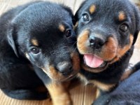 Koca Kafa Rottweiler Yavruları