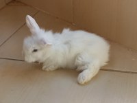 Hollanda Lop tavşanı