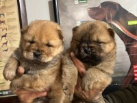 A kalite chow chow bebeklerim