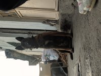 BELÇİKA KURT MALİNOİS DİŞİ EĞİTİM VE SCR HAS KAN