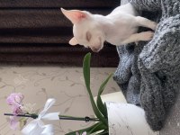 Son 3 Chihuahua bebek Acil