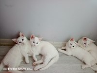 2 dişi ve 2 erkek kediler