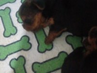 Yorkshire terrier yavrularımıza yuva arıyoruz