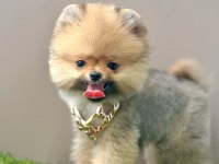 Sevimli Pomeranian Boo Yavrularımız