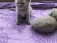 Scottish fold british shorthair