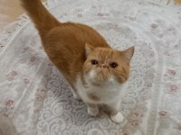 3.5 yaşında exotic shorthair dişi