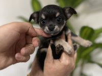 Pinscher değil chihuahua veriyoruz