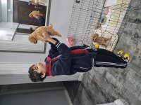 Poodle Bebişimiz