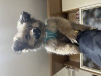 Pomeranian 4-5 aylık erkek