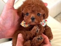 Yeni Yıl Hediyeniz Toy Poodle Yavrular