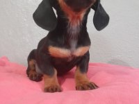 Dacshund yavrularım mevcut A Kalite