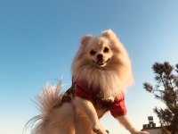 Erkek Pomeranian Boo