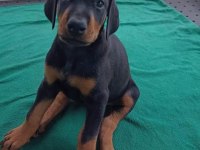 DOBERMAN DİŞİ ERKEK KİNG YAVRU
