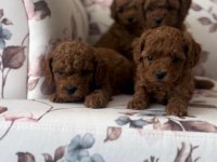 Orjinal toy poodle bebekler safkan anne altından