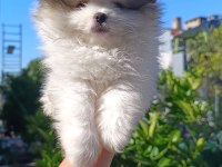Pomeranian boo yavruları