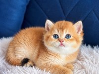 British shorthair ve longhair golden yavrular