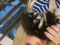 Pomeranian hem erkek hem kız vardır