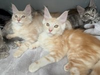 Maine Coon Bebekler