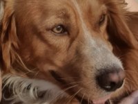 Altın Gönüllü Köpeğimiz Oğlumuz Chucky İçin Ömürlük Yuva