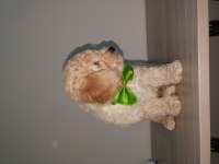 60 günlük yakışıklı poodle