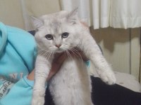 ÜCRETLİ SAHİPLENDİRİLECEK BRİTİSH KEDİLER
