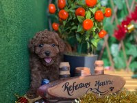 Referans Yavru Poodle