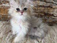 British longhair kedimiz