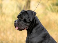 Fci/kif A şecere belgeli, ırk ve sağlık garantili cane corso