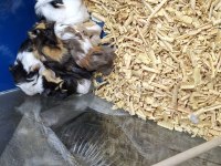 Yavru guinea pigler