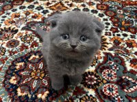 Safkan Scottish Fold Yavrular