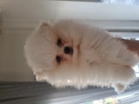 Show kalite pomeranian boo