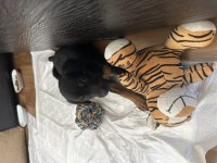 36 günlük son siyah dişi doberman