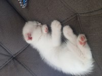 Evcil british longhair