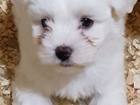 A Kalite Gerçek Orjinal Maltese Yavrular