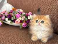 Show Kalite British Longhair Orange