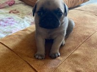 Yavru pug mops