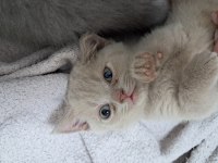 Sarı british shorthair yavrumuz