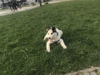 Orjinal Husky safkan